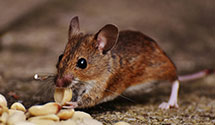 24 Hour & Emergency Exterminators in Greenview, IL